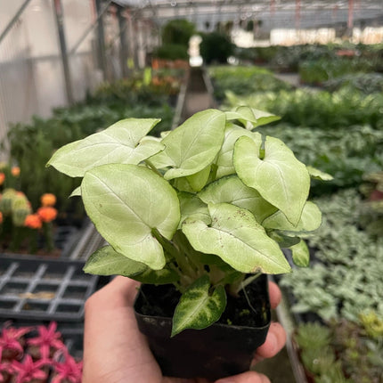 Syngonium 'Moonshine'