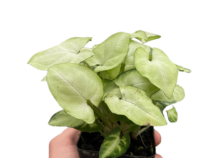 Syngonium 'Moonshine'