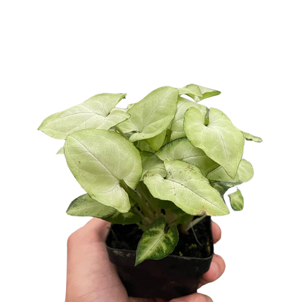 Syngonium 'Moonshine'