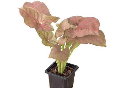 Syngonium Strawberry