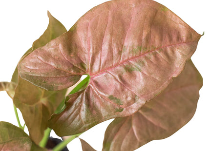 Syngonium Strawberry