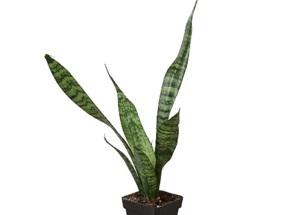 Snake Plant 'Zeylanica'