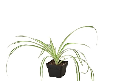 Spider Plant Reverse