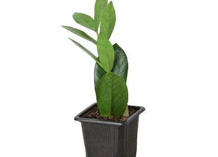 Zamioculcas Zamiifolia ZZ