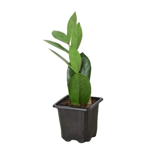 Zamioculcas Zamiifolia ZZ | Live Plant for Indoor & Outdoor | House Plant Decor