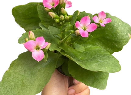 Kalanchoe 'Blossfeldiana'