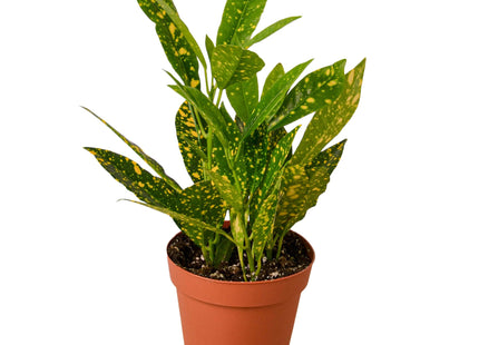 Croton 'Gold Dust'