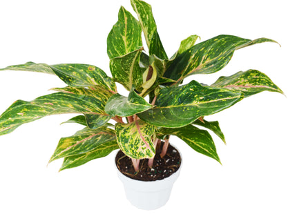 Chinese Evergreen 'Sparkling Sarah' - 6" Pot