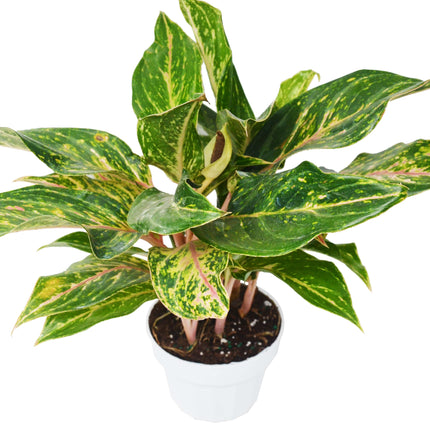 Chinese Evergreen 'Sparkling Sarah' - 6" Pot