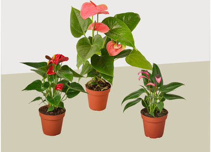 3 Anthurium Variety Pack- All Different Colors - 4" Pots