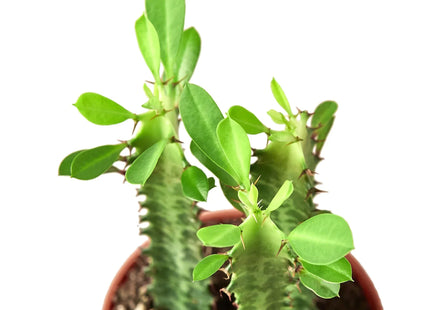Milkstripe Euphorbia