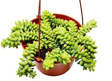 Sedum 'White Stone Crop' Succulent
