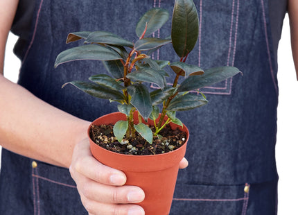 Ficus Elastica 'Burgundy'