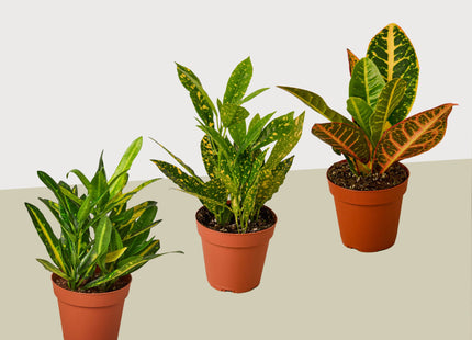 3 Croton Variety Pack / 4" Pot / Live Plant / House Plant