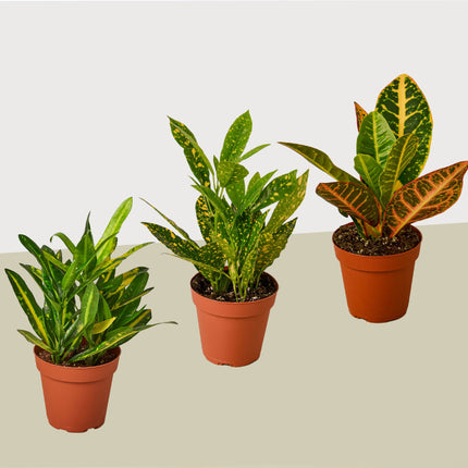 3 Croton Variety Pack / 4" Pot / Live Plant / House Plant