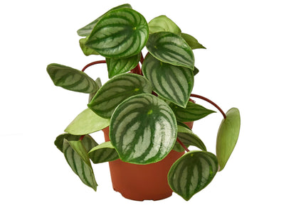 Peperomia Watermelon