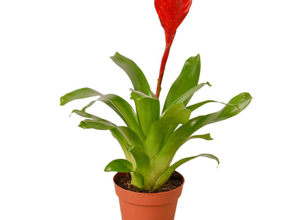 Bromeliad Christiane