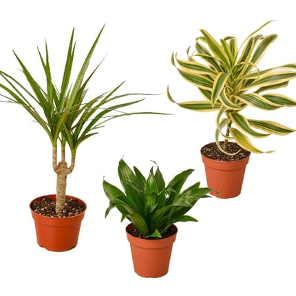 3 Different Dracaenas Variety Pack - 4" Pot