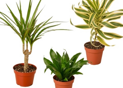 3 Different Dracaenas Variety Pack - 4" Pot