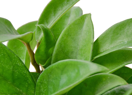Hoya Carnosa