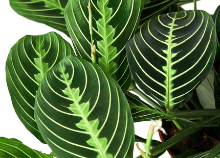 Maranta 'Lemon Lime'