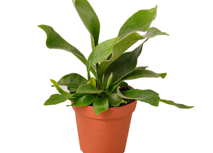 Staghorn Fern