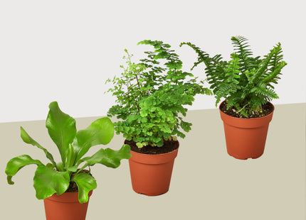 3 Fern Variety Pack - Live Plants - 4" Pot - House Plant