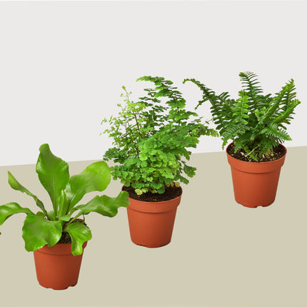 3 Fern Variety Pack - Live Plants - FREE Care Guide - 4" Pot - House Plant