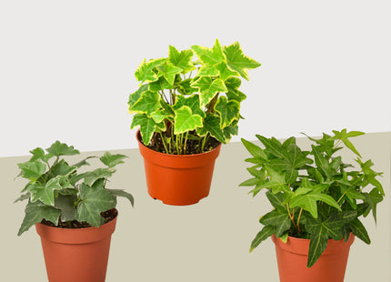3 Different English Ivy Plants - 4" Pot - Live House Plant