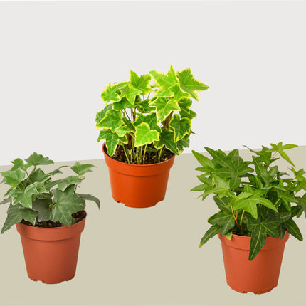 3 Different English Ivy Plants - 4" Pot - Live House Plant