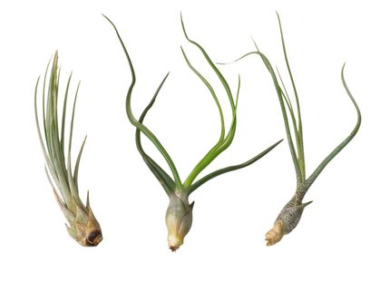 Air Plant Monthly Subscription Box