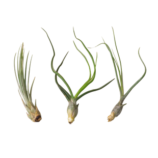 Air Plant Monthly Subscription Box
