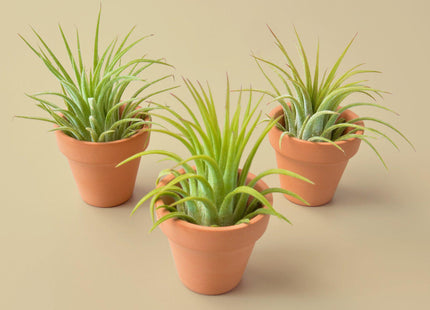 3 Ionantha Air Plants with Mini Terra Cotta Pots - House Plant Shop