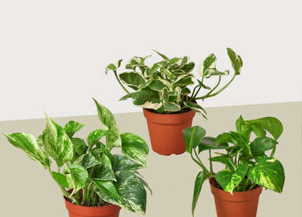 3 Pothos Variety Pack / 4" Pot / Live Plant / Home and Garden Plants