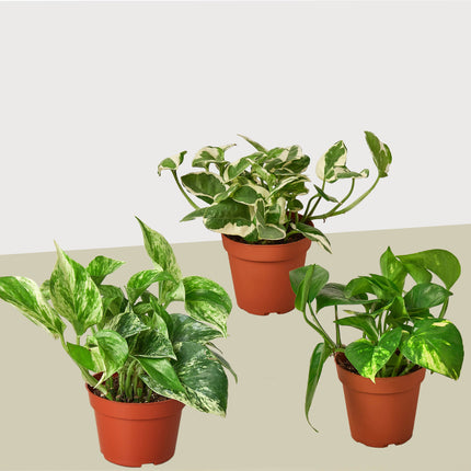 3 Pothos Variety Pack / 4" Pot / Live Plant / Home and Garden Plants