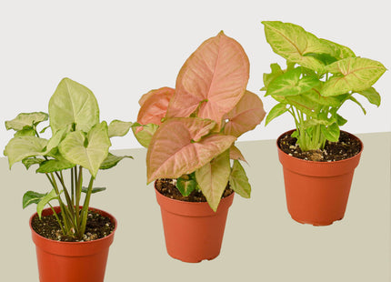 3 Different Syngonium Plants - Arrowhead Plants / 4" Pot / Live Plant