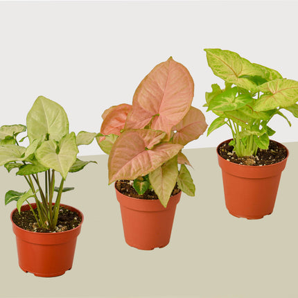 3 Different Syngonium Plants - Arrowhead Plants / 4" Pot / Live Plant