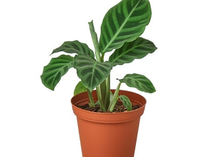 Calathea 'Zebrina' - 4" Pot