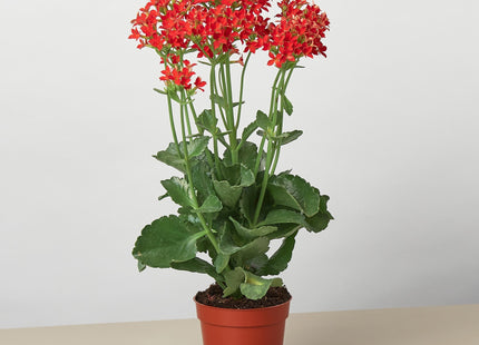 Red Kalanchoe 'Blossfeldiana' - 4" Pot