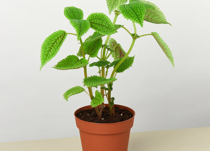 Pilea 'Moon Valley'