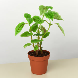 Pilea 'Moon Valley'