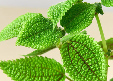 Pilea 'Moon Valley'