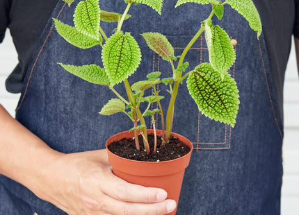 Pilea 'Moon Valley'
