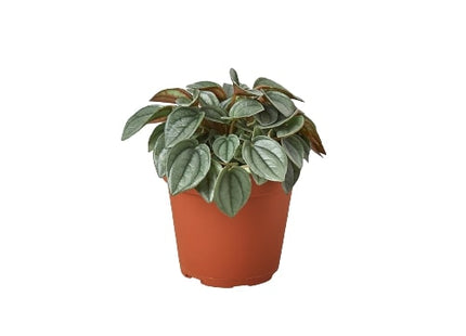 Peperomia 'Napoli Nights' - 4" Pot
