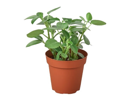 Peperomia 'Pixie' - 4" Pot