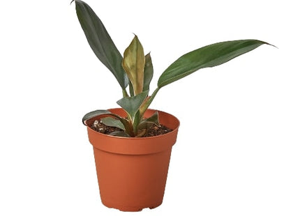 Philodendron 'Black Cardinal' - 4" Pot