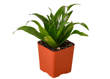 3" Tropical Plant Variety Bundle