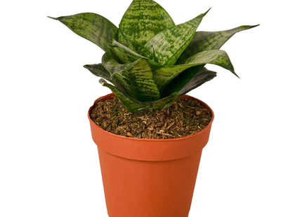 Snake Plant Black Robusta