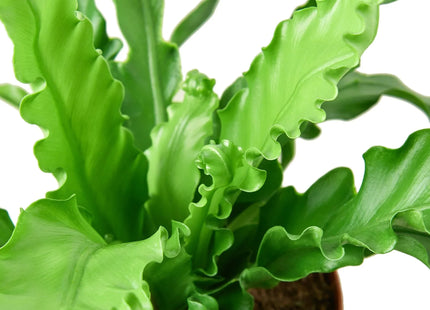 Bird’s Nest 'Victoria' Fern