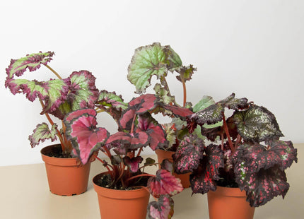 Begonia 'Rex' - 4 Pack Variety